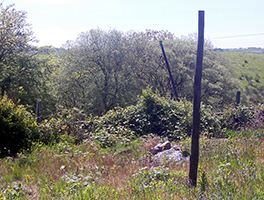 Back of garden before clearing up